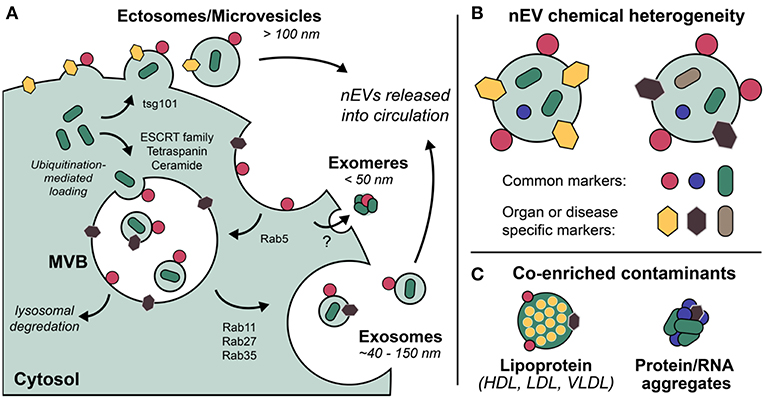 2019-frontiers-TOC
